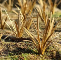 Grass tufts dry